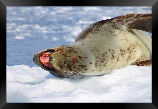 Leopard Seal Lazing After a Meal Framed Print by Carole-Anne Fooks
