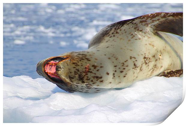 Leopard Seal Lazing After a Meal Print by Carole-Anne Fooks