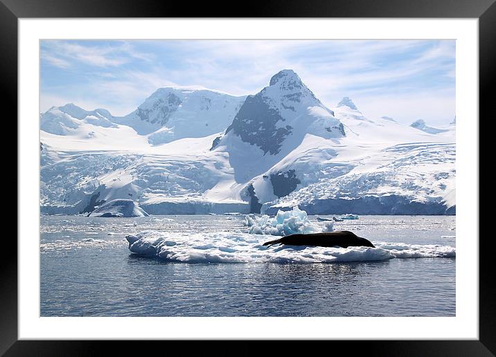 Leopard Seal in the Landscape, Antarctica Framed Mounted Print by Carole-Anne Fooks