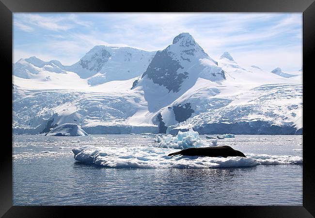Leopard Seal in the Landscape, Antarctica Framed Print by Carole-Anne Fooks