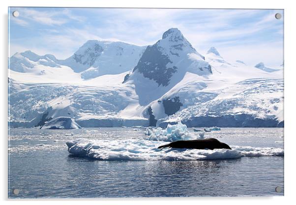 Leopard Seal in the Landscape, Antarctica Acrylic by Carole-Anne Fooks