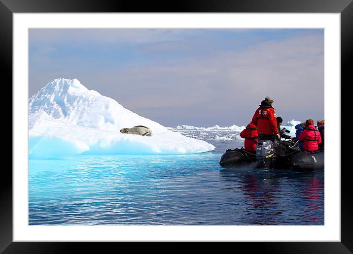 Observing a Leopard Seal Cierva Cove Antarctica Framed Mounted Print by Carole-Anne Fooks
