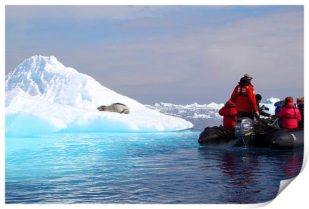 Observing a Leopard Seal Cierva Cove Antarctica Print by Carole-Anne Fooks