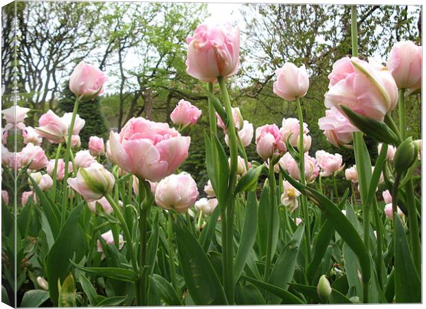 Pink Tulips Canvas Print by JEAN FITZHUGH