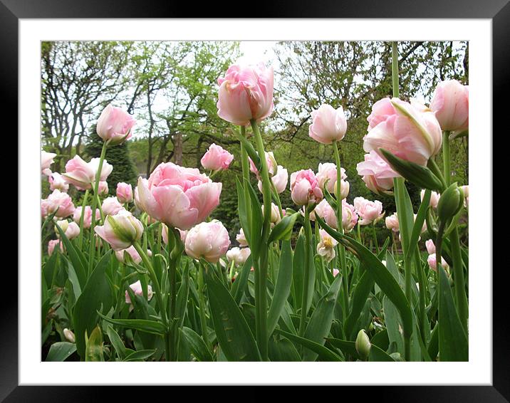 Pink Tulips Framed Mounted Print by JEAN FITZHUGH