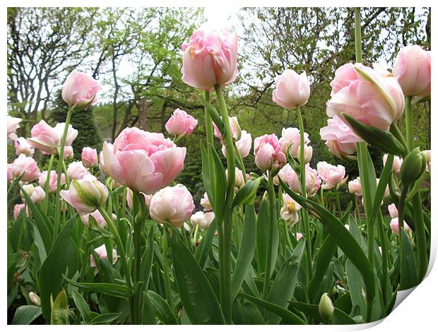 Pink Tulips Print by JEAN FITZHUGH
