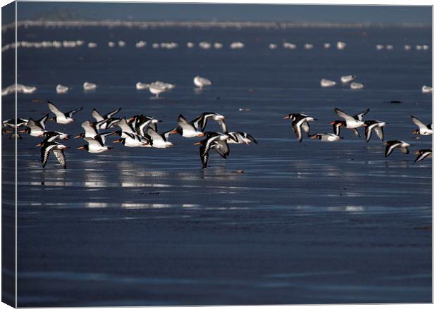 Oyster Catchers Canvas Print by Victor Burnside