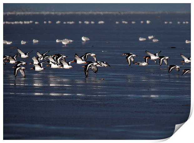 Oyster Catchers Print by Victor Burnside
