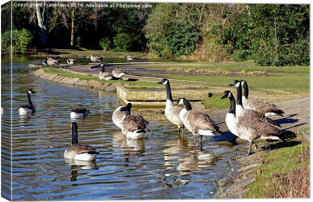 Geese swimming in Birkenhead Park Canvas Print by Frank Irwin