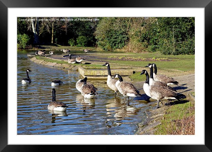 Geese swimming in Birkenhead Park Framed Mounted Print by Frank Irwin