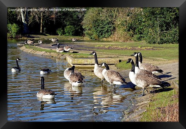 Geese swimming in Birkenhead Park Framed Print by Frank Irwin