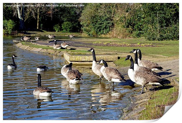 Geese swimming in Birkenhead Park Print by Frank Irwin