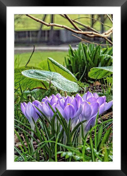 spring blooms Framed Mounted Print by chrissy woodhouse
