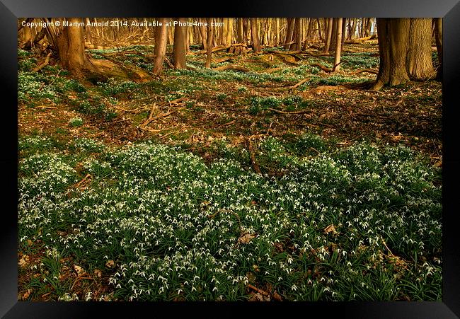 Woodland Snowdrops in Spring Framed Print by Martyn Arnold