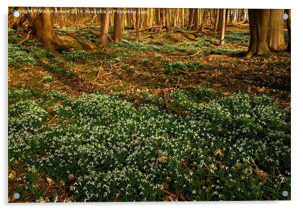 Woodland Snowdrops in Spring Acrylic by Martyn Arnold