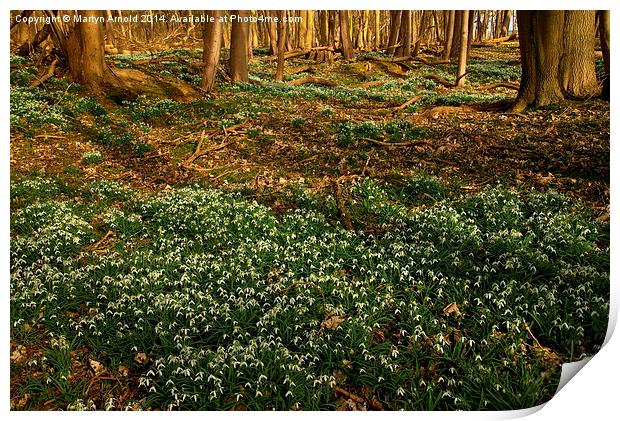 Woodland Snowdrops in Spring Print by Martyn Arnold