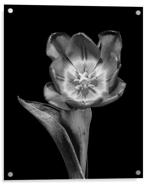 Tulip Flower Acrylic by Keith Thorburn EFIAP/b