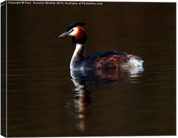 Great Crested Grebe Canvas Print by Paul Scoullar