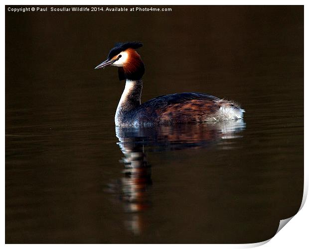 Great Crested Grebe Print by Paul Scoullar