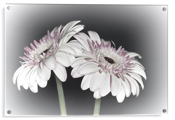 Gerbera Daisy Dream 2 Acrylic by Steve Purnell