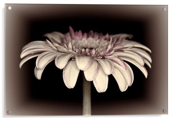 Gerbera Daisy Dream 3 Acrylic by Steve Purnell