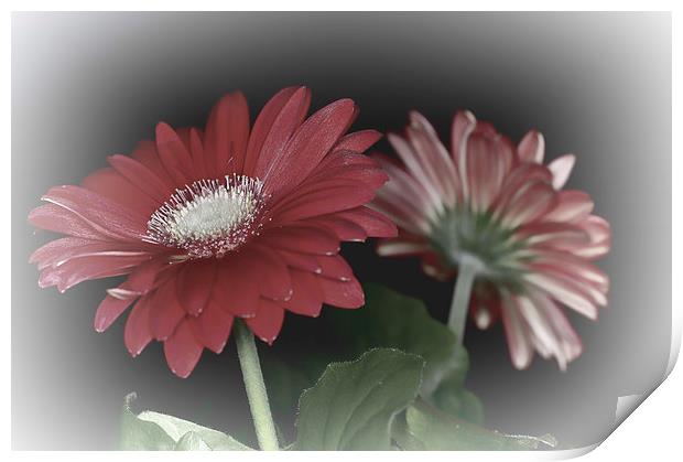 Gerbera Daisy Dream 4 Print by Steve Purnell