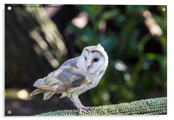 Barn owl Acrylic by paul neville
