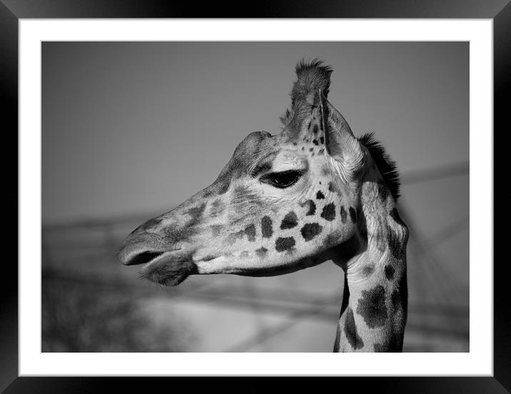 Giraffe Framed Mounted Print by Rob Hawkins