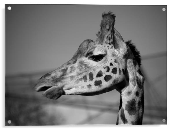 Giraffe Acrylic by Rob Hawkins