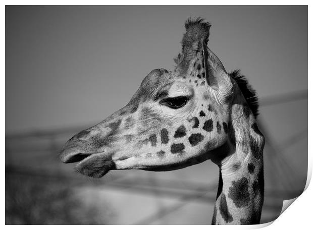 Giraffe Print by Rob Hawkins