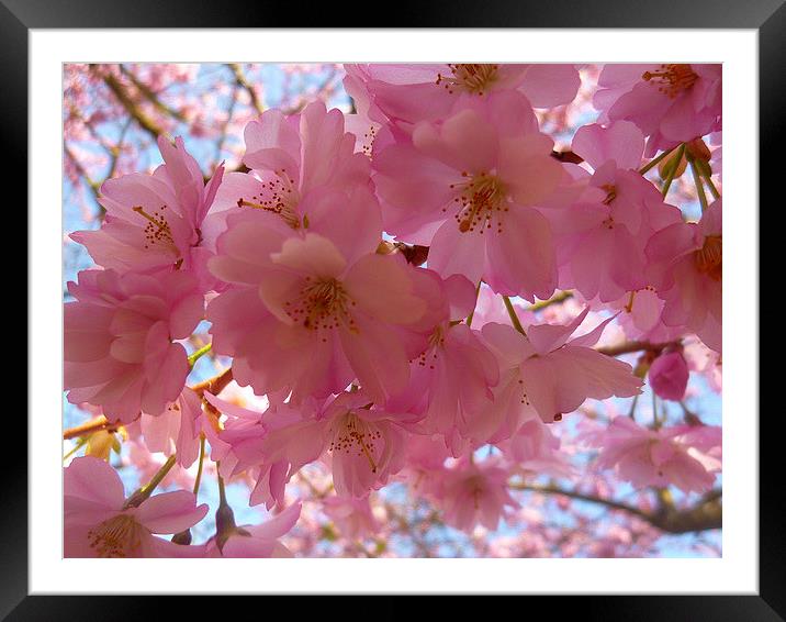 Cherry Blossoms Framed Mounted Print by Antoinette B