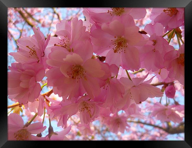 Cherry Blossoms Framed Print by Antoinette B