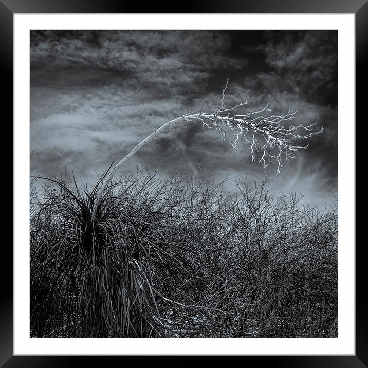 Yucca #1, White Sands Framed Mounted Print by Gareth Burge Photography