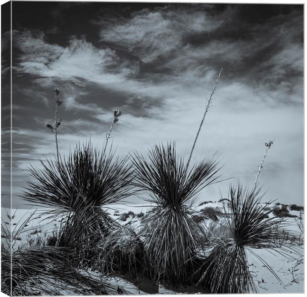 Yucca #2, White Sands Canvas Print by Gareth Burge Photography