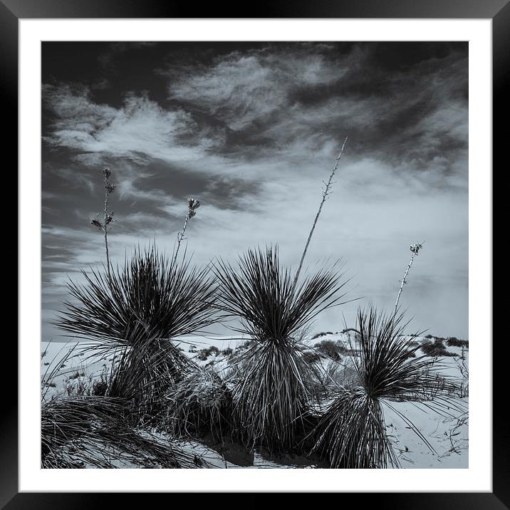Yucca #2, White Sands Framed Mounted Print by Gareth Burge Photography