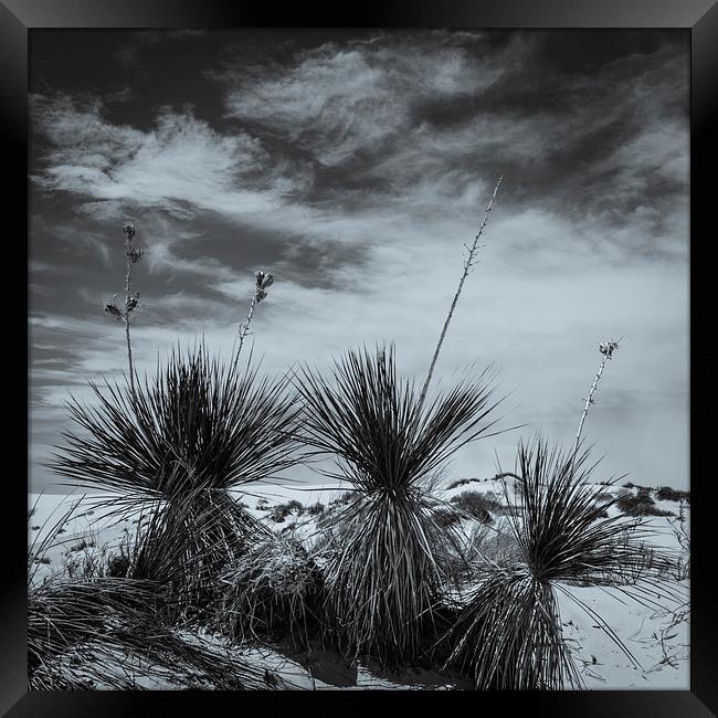 Yucca #2, White Sands Framed Print by Gareth Burge Photography