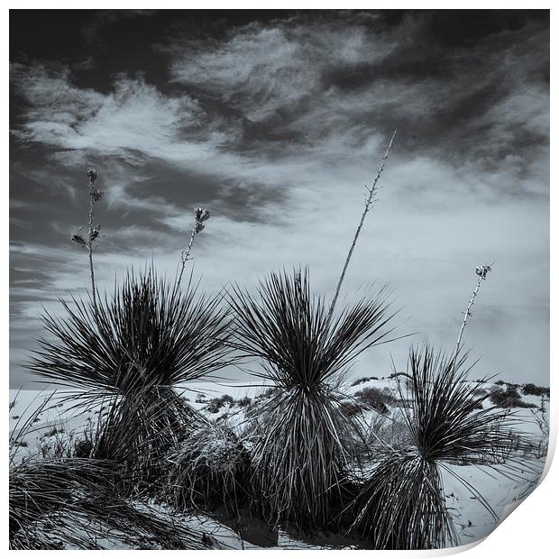 Yucca #2, White Sands Print by Gareth Burge Photography