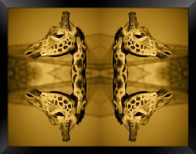 Giraffed Framed Print by Rob Hawkins