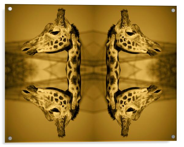 Giraffed Acrylic by Rob Hawkins