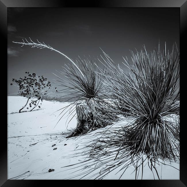 Yucca #3, White Sands Framed Print by Gareth Burge Photography