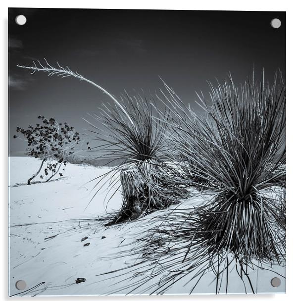 Yucca #3, White Sands Acrylic by Gareth Burge Photography