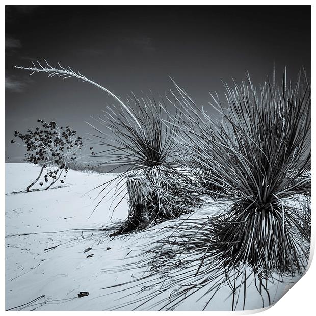 Yucca #3, White Sands Print by Gareth Burge Photography