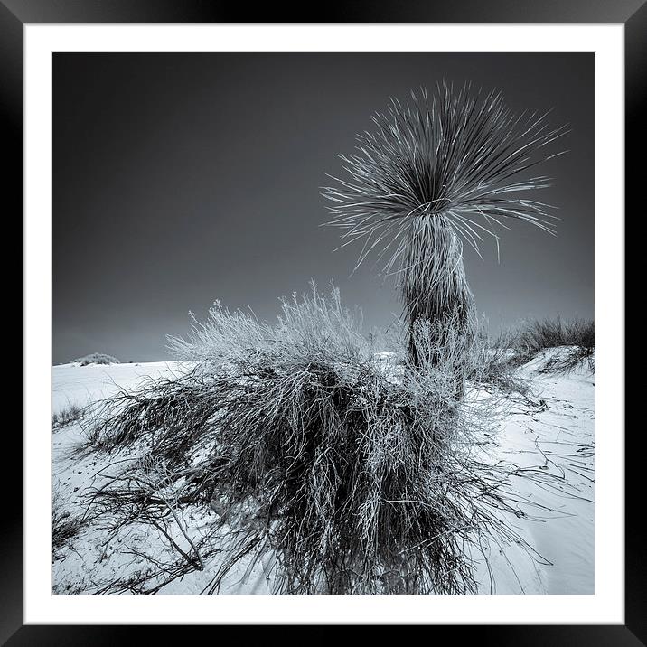 Yucca #4, White Sands Framed Mounted Print by Gareth Burge Photography