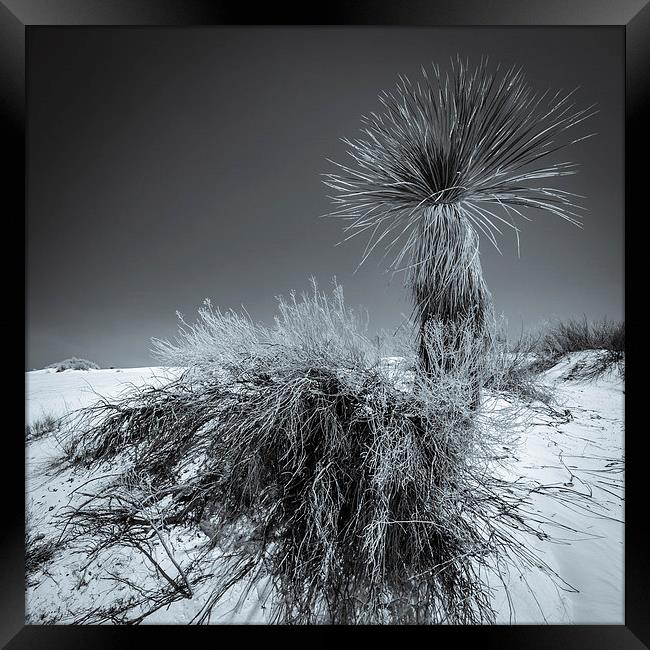 Yucca #4, White Sands Framed Print by Gareth Burge Photography
