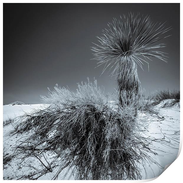 Yucca #4, White Sands Print by Gareth Burge Photography