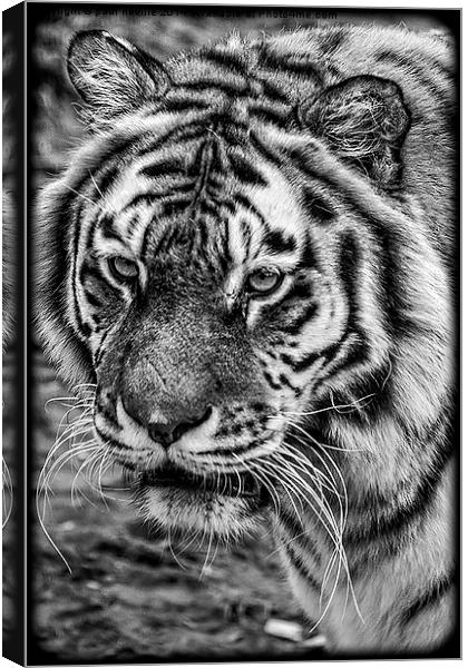 Tiger Canvas Print by paul neville