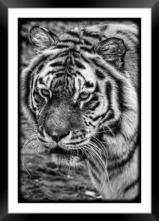 Tiger Framed Mounted Print by paul neville