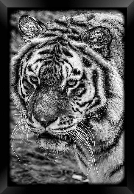 Tiger Framed Print by paul neville