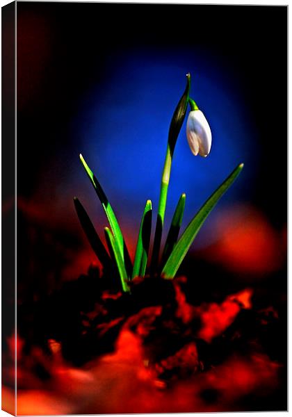 Signs of Spring Canvas Print by Macrae Images