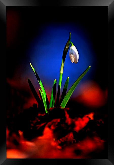 Signs of Spring Framed Print by Macrae Images